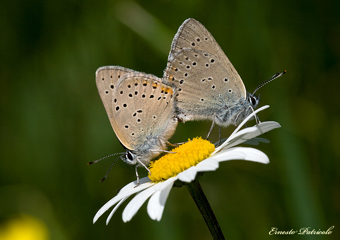 da identificare - Lycaena hippothoe